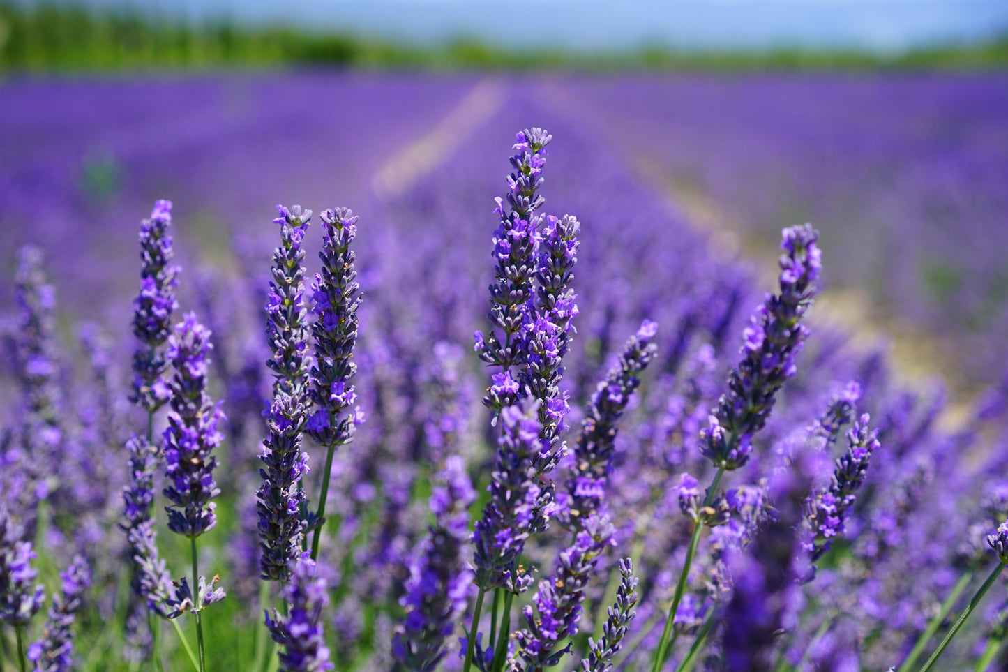 Lavander Soap